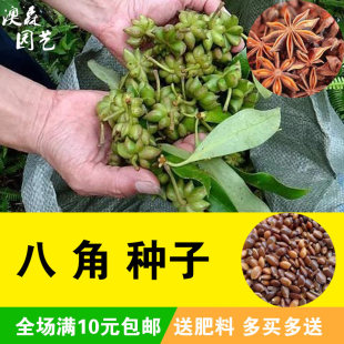 散装八角茴香种子大茴香八角树种籽家庭农家种植蔬菜种子香料调料