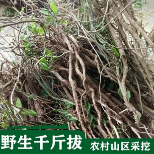 中药材大叶千斤拔种子一条根小叶千金拔种籽蔓性千斤拔中草药种植
