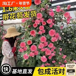 1米6高大藤本月季蔷薇花苗爬藤绿植物四季开花卉盆栽玫瑰阳台种植