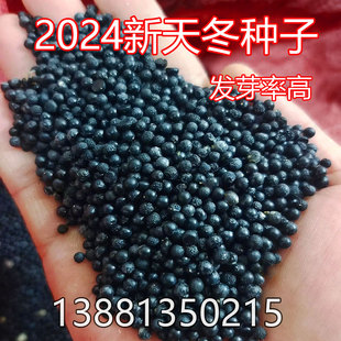 2026新天冬种子 天门冬种籽 天冬种 云南大天冬广西正宗天冬种子