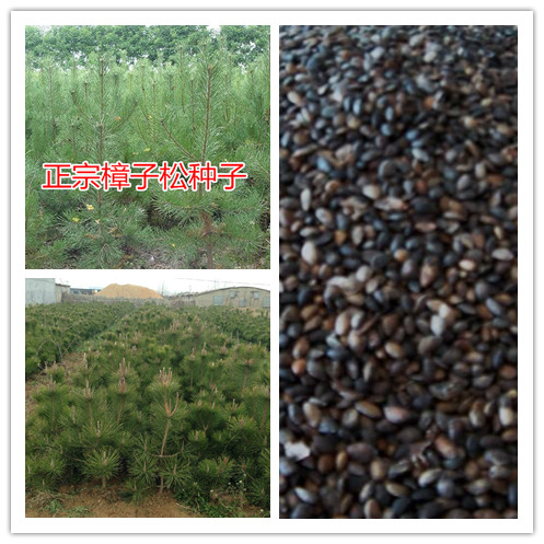 樟子松树种子海拉尔松蒙古赤松西伯利亚松黑河赤松抗寒松树木种子图片