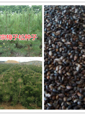 樟子松树种子海拉尔松蒙古赤松西伯利亚松黑河赤松抗寒松树木种子