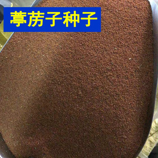 葶苈子种子 独行菜种子 播娘蒿种子 常用药材种子 北葶苈 苦葶苈