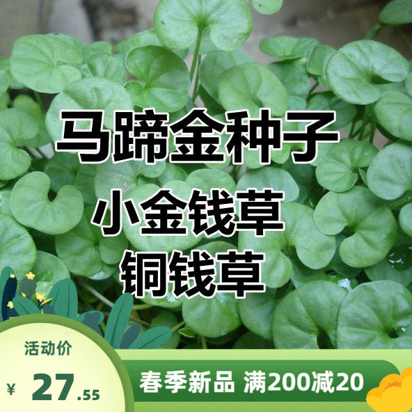 马蹄金种子草籽草坪种子小金钱草铜钱草种子四季常青耐高温绿化