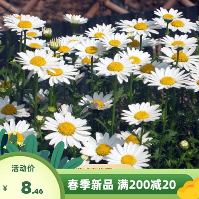 白晶菊小雏菊花种子庭院野花花坛阳台盆栽春季播白色易种四季开花