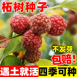 柘树种子穿破石树金腰带构棘山野荔枝果实中草药九层皮柘刺树种籽