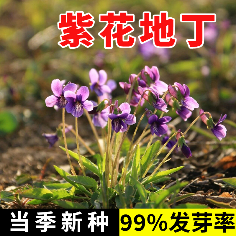 矮生花草紫花地丁种子籽四季耐寒被耐阴多年生花种四季花籽花地丁