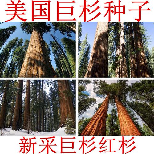 美国巨杉 北美红杉 世界爷 名贵木材树 云杉 银杉松