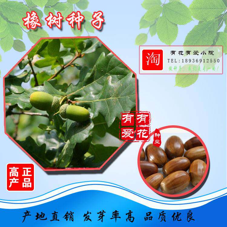 优质林木种子 橡树种子 新采苗木种子 栎树种子 栗茧 蒙古栎