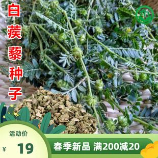 中药材蒺藜种子名茨 旁通 屈人止行休羽 升推 白蒺藜种子观花种籽