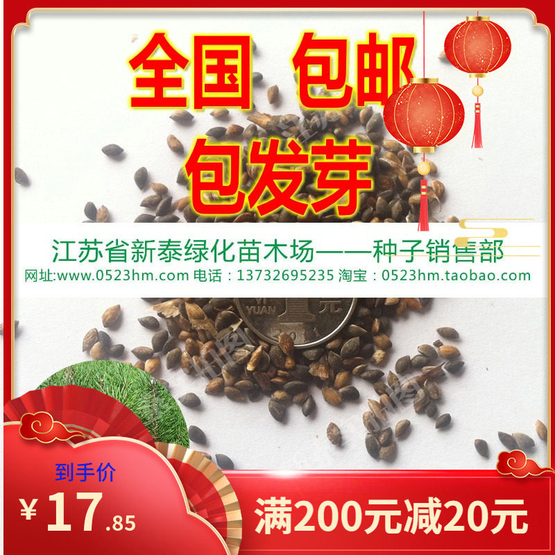 樟子松种子海拉尔松赤松香柏树柏木柳杉五针松北美乔松云杉种子图片
