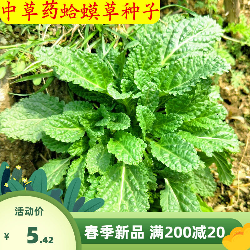 蛤蟆草种子中草药蛤蟆皮草种籽野菜药材籽泡茶四季农家自留品种