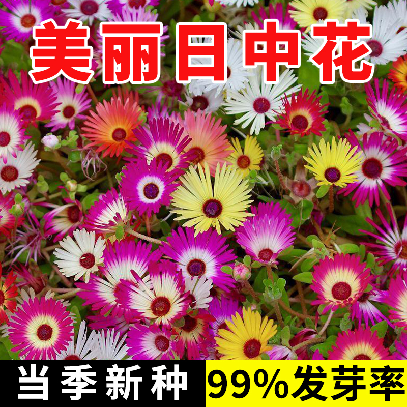 美丽日中花籽100粒龙须海棠牡丹吊兰种籽匍匐可垂吊阳台盆栽春播