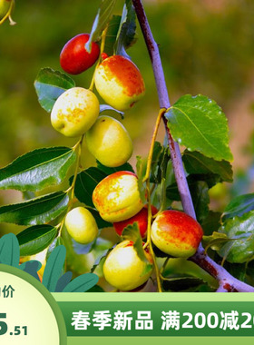 酸枣种子食用药用保健野枣枣树种籽山枣角针硬枣大红枣种籽酸枣仁