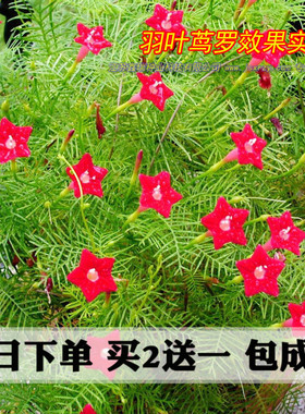 庭院爬藤植物花卉种子红五角星花四季种阳台春播易种羽叶茑萝种子