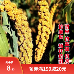 红谷子种子黄小米种籽高产鸟不吃毛谷种抗倒伏春夏季五谷杂粮种孑