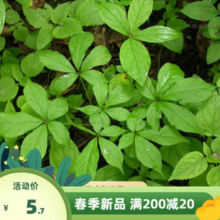 中药材种籽 刺五加种子五加皮种子 刺拐棒坎拐棒籽老虎潦种子包邮