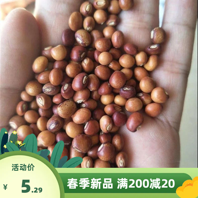 木豆种子观音豆 柳豆 豆蓉 树豆 树黄豆新采护坡灌木籽边坡固土