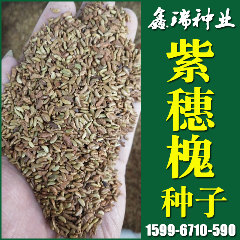 护坡灌木种子紫穗槐籽紫穗槐种子棉槐种子园林绿化护坡草坪草籽种