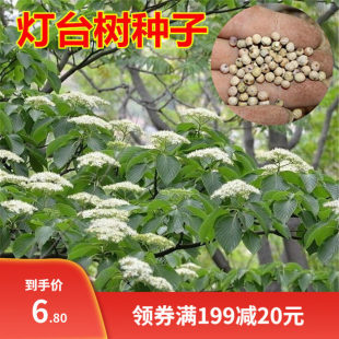 灯台树种子毛梾车梁木种子凉子木苦檀灯台树种林木种籽秋季多年生