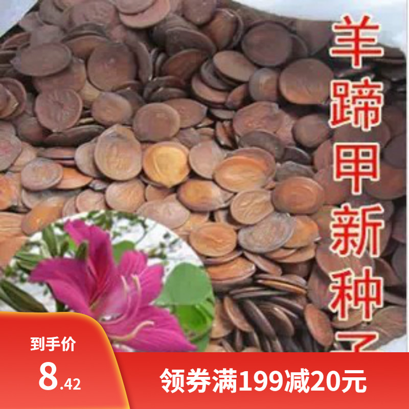 出售羊蹄甲种子 紫荆种子 玲甲花种子洋紫荆种子香港市花花树种子