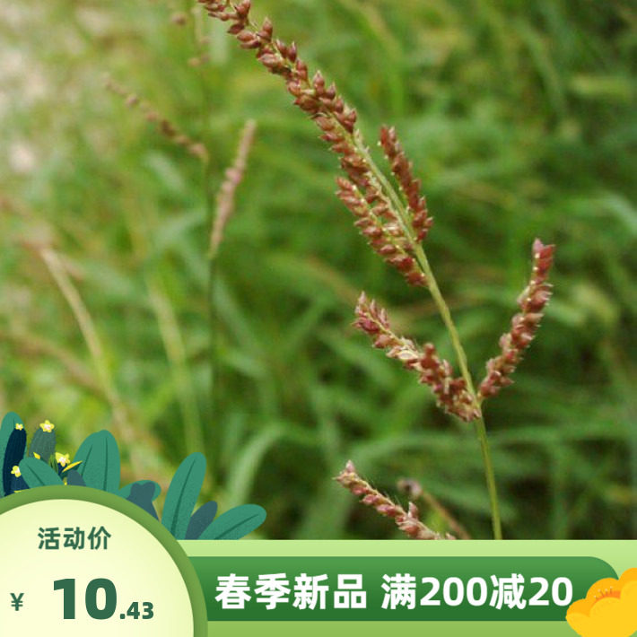 散装稗草种子 水稗子种子 稻田养喂鱼草种子 水稗草籽 水草种子