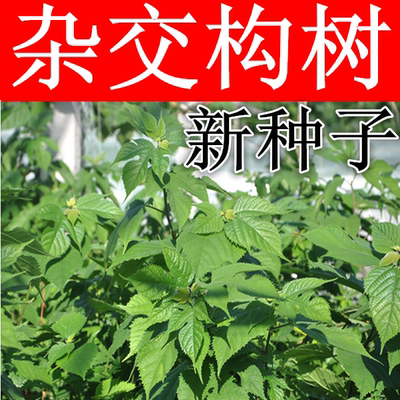 构树种子构桃乳楮实沙纸