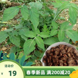 丹参种籽中药材种白花丹参中草药种子四季播发芽率高新丹参种子