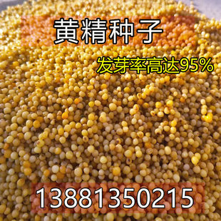 黄精种子 鸡头黄精 老虎姜 滇黄精 姜型多花黄精 不倒苗黄精 种籽