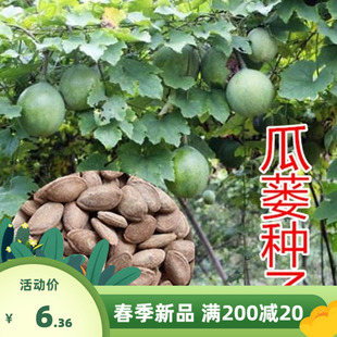 瓜蒌种子材种子野生瓜蒌皮食用干净无杂吊瓜栝楼种子四季播种