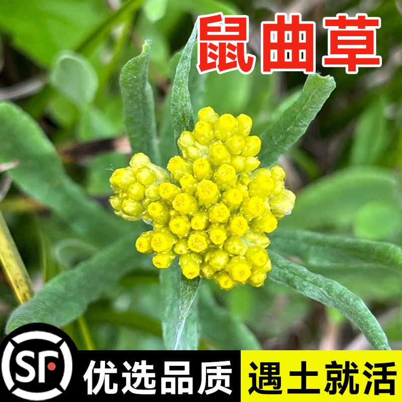 当年新鼠曲草种子新采鼠曲草种子清明果苗做粑粑黄花艾清明菜药材