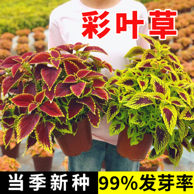 彩叶草花种子孓四季种矾根花籽观叶花卉花苗植物耐寒耐热阳台盆栽