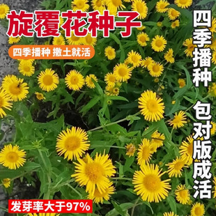 旋覆花种子草籽别名金佛花种子四季开花金佛草籽六月菊旋复花