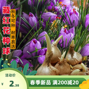 藏红花种球种子苗大球药用球根盆栽番红花西红花食用耐冻耐寒花卉