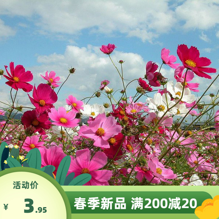 波斯菊种子格桑花夏季花种花籽扫帚梅四季开花庭院阳台盆栽易种