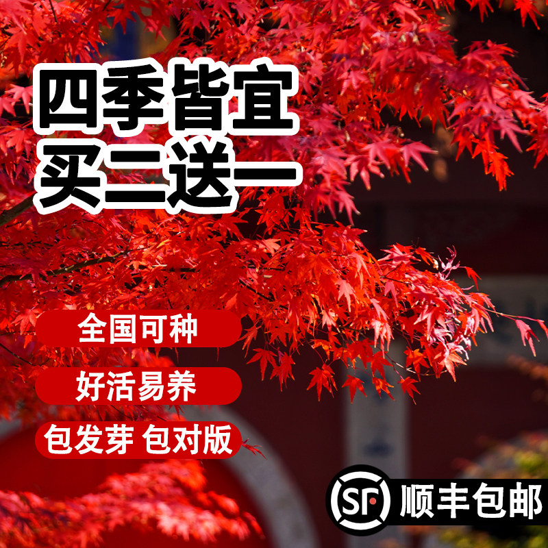 红枫进口种子四季易种活绿植盆景室内外盆栽庭院观叶植物花树种子