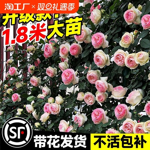 1米6蔷薇花苗特大藤本月