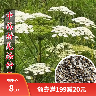 全新羌活种子 羌青 蚕羌 川羌 竹节羌 黑药 多年生耐寒中药材种子