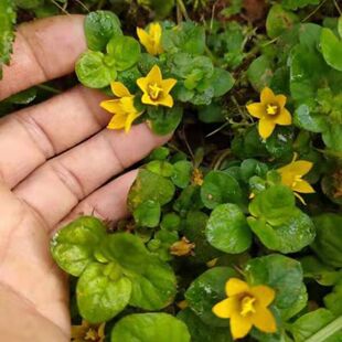 过路黄种子金钱草真金草苗走游草 铺地莲中草药材一年生草本植物