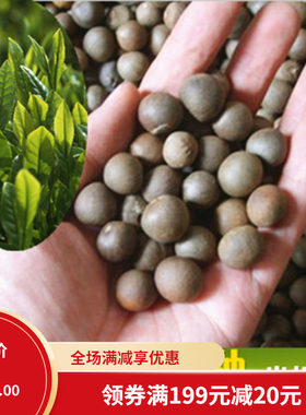 茶叶树种子播种四季种子种苗