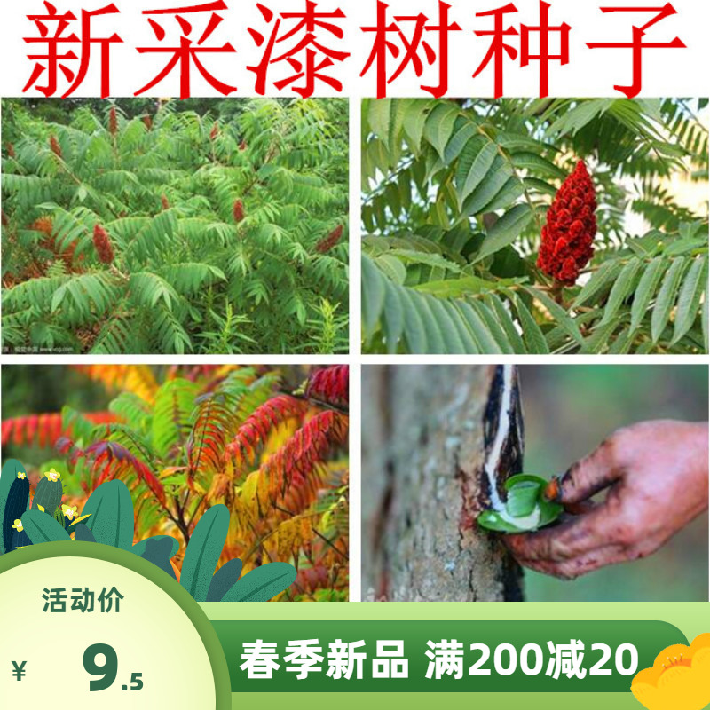 高产漆树种子 野生 原生油漆树种子 列加氏金 大小木漆树种子