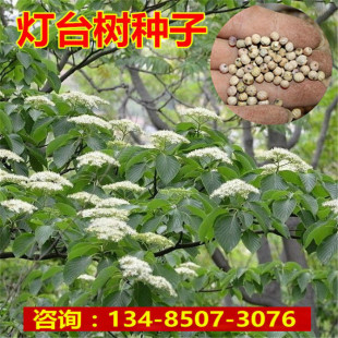 灯台树种子毛梾车梁木种子凉子木苦檀灯台树种林木种籽秋季多年生