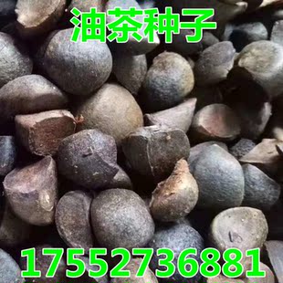 油茶种子 大果红花油茶种子 白花油茶 茶花山茶 茶树种子油茶树籽