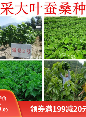 大叶蚕桑种子 强桑一号 养蚕喂蚕桑叶树种子 农桑14号 饲料桑葚籽