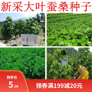 大叶蚕桑种子 强桑一号 养蚕喂蚕桑叶树种子 农桑14号 饲料桑葚籽