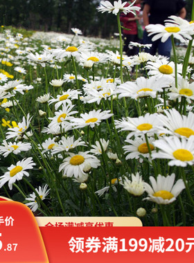 西洋滨菊大滨菊种子花籽秋季庭院阳台盆栽野花白色耐寒多年生宿根