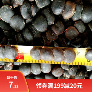格木种子 格木树种子格木树苗种子绿化苗木种子格木树籽 林木种子