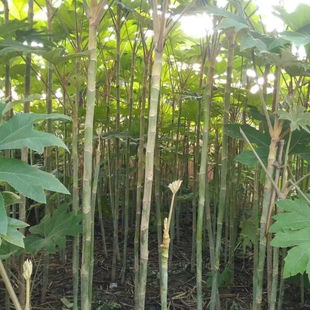 通草木种子中草药材通草根木通树大通草天麻子通花根材种子