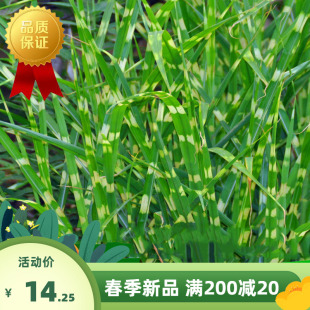 斑叶芒种子 草京芒草京羽茅细叶笀花叶芒草草本植物庭院园林植物