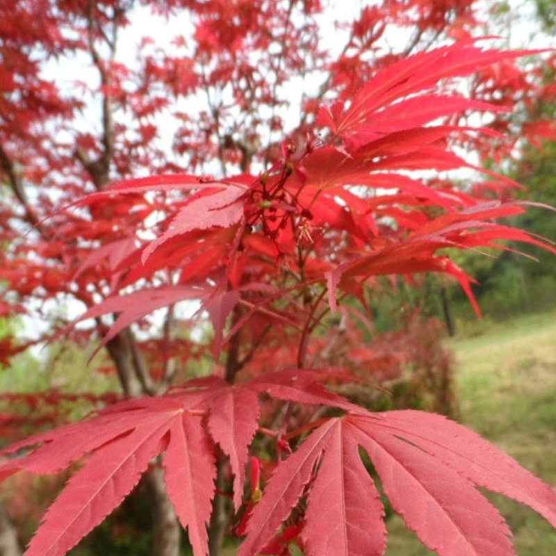 新采林木树种子三角枫种子鸡爪槭种子青枫种子五角枫种子四季可播